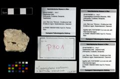 Foto (Objekt + Etikett) von Cracensigillatus acutirostris (Moericke, 1889)  (NHMW-GEO-2014-0194-0801a)
